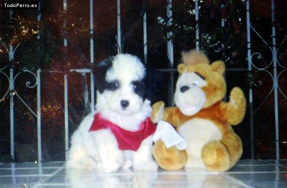 Foto del perro Manchas