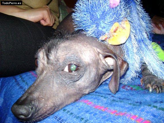 Foto del perro Collita