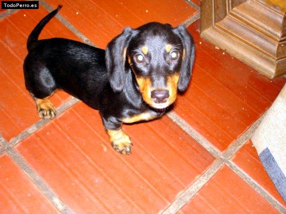 Foto del perro Nechy