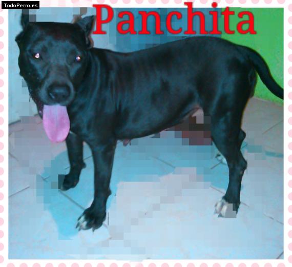 Foto del perro Panchita