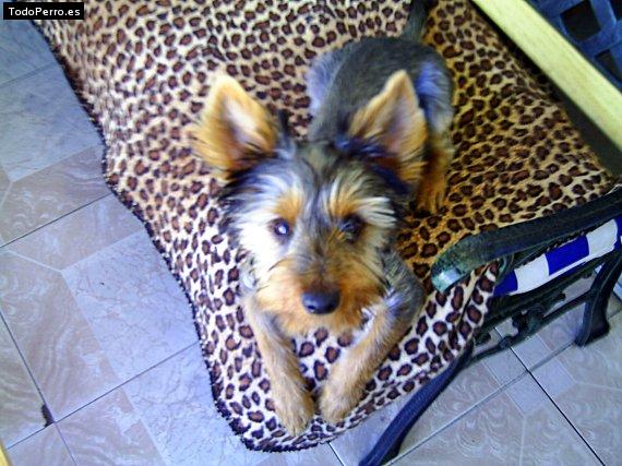 La foto del perro Pinki Foto del perro Pinki