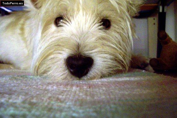 Foto del perro Braulio