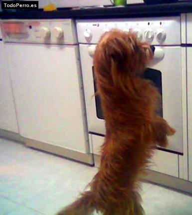 La foto del perro Jara Foto del perro Jara