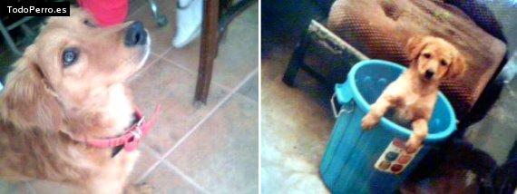 La foto del perro Pancho Foto del perro Pancho