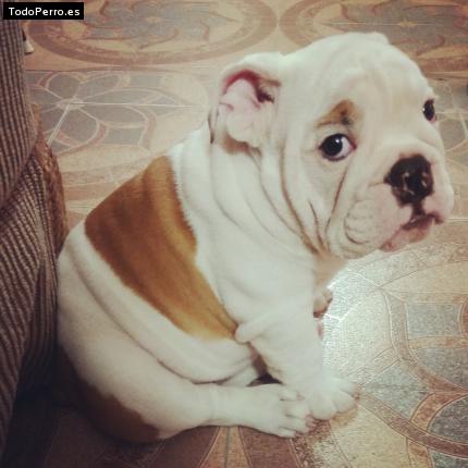 Foto del perro Jasson
