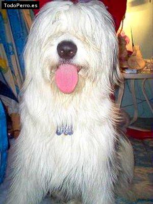 La foto del perro Spawn Foto del perro Spawn