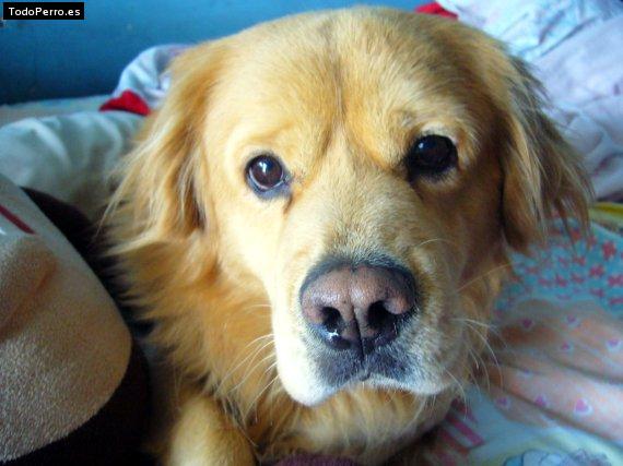 Foto del perro Rufus