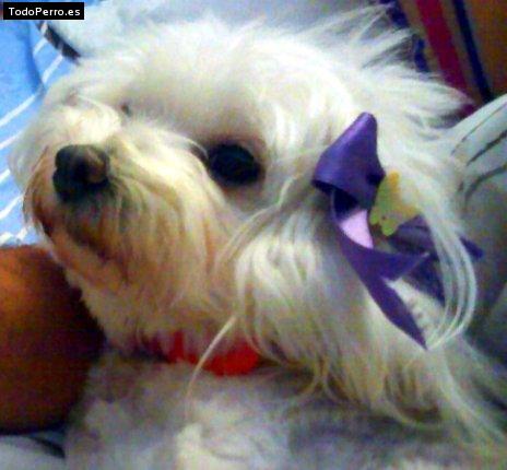 La foto del perro Sissy Foto del perro Sissy