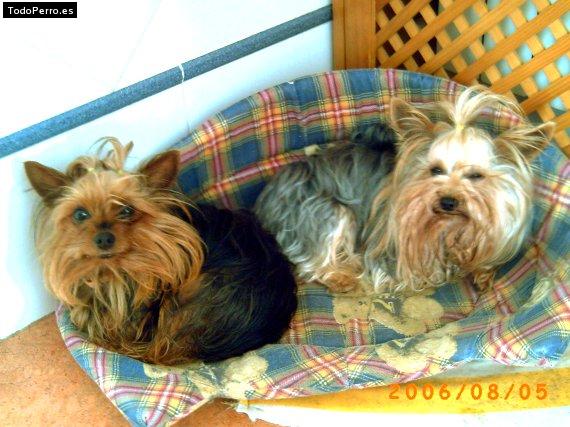 La foto del perro Pumuky y shila Foto del perro Pumuky y shila