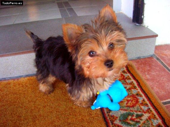 La foto del perro Pipo Foto del perro Pipo