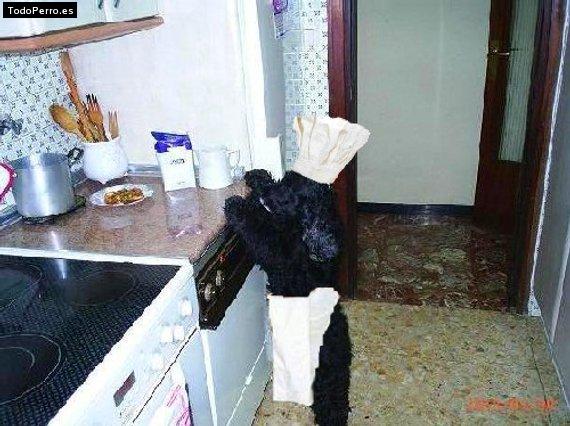 La foto del perro
