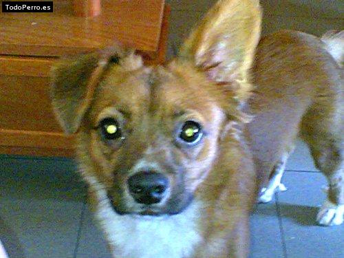 Foto del perro Rambillo