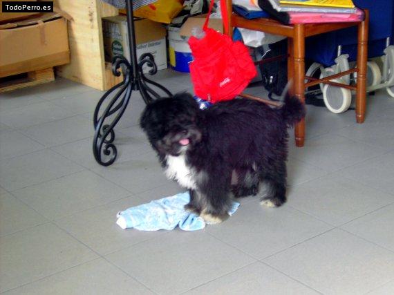 Foto del perro Chispa