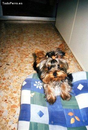 La foto del perro Pretty Foto del perro Pretty