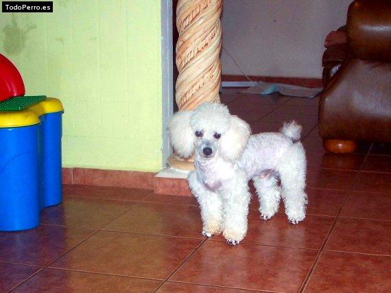 La foto del perro Snoppy Foto del perro Snoppy