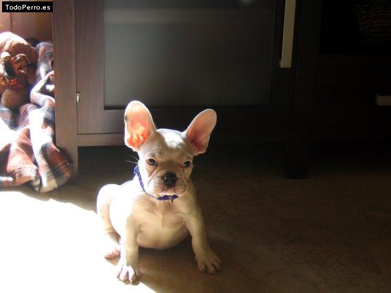 La foto del perro Poli Foto del perro Poli