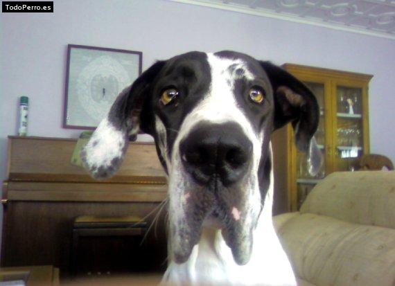 Foto del perro Mushu