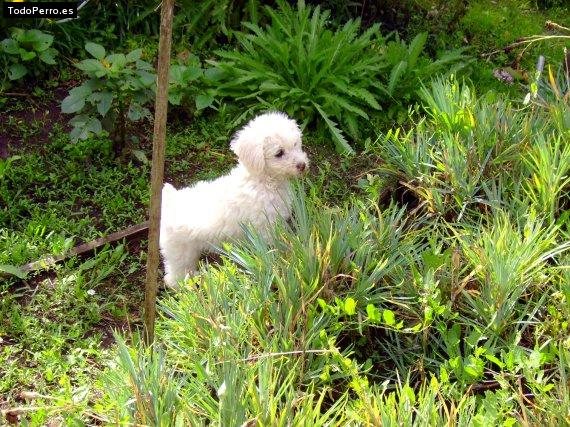 Foto del perro Corali