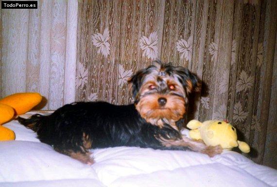 La foto del perro Capricho Foto del perro Capricho