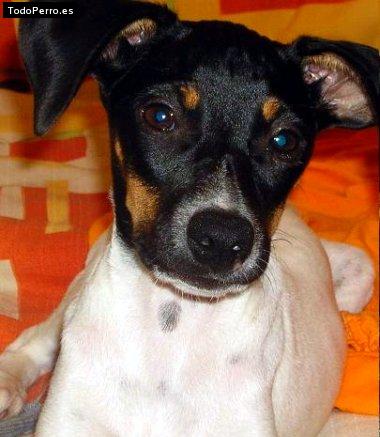 La foto del perro Sora Foto del perro Sora