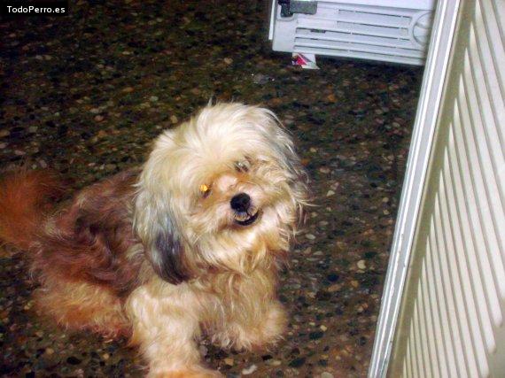 La foto del perro Stuty Foto del perro Stuty