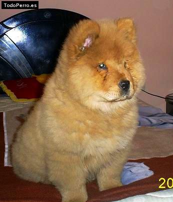 La foto del perro Keiko Foto del perro Keiko