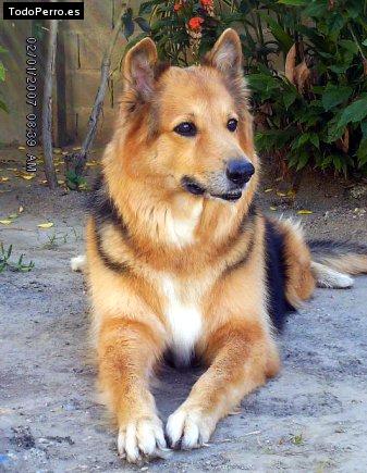 Foto del perro Muñeca