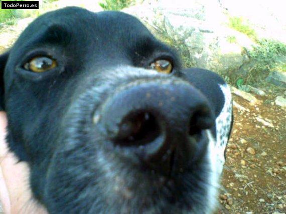 Foto del perro Roquito