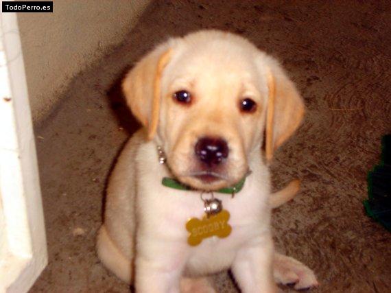 La foto del perro Scooby Foto del perro Scooby