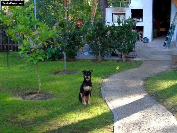 La foto del perro Joaky Foto del perro Joaky