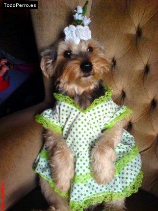 La foto del perro Pinky Foto del perro Pinky