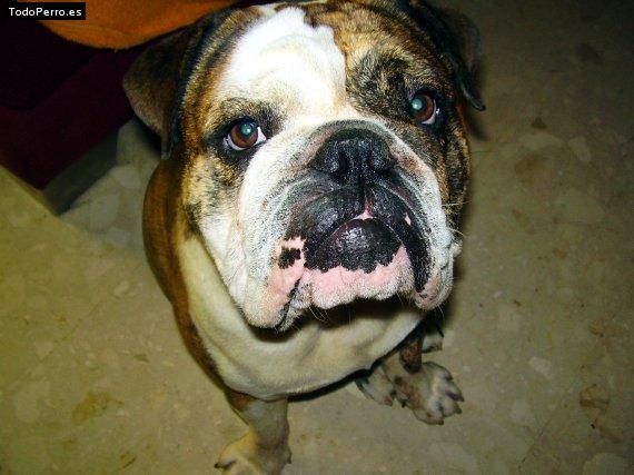 Foto del perro Thor