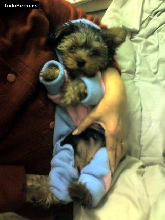 La foto del perro Lara Foto del perro Lara