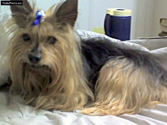 La foto del perro Cafu Foto del perro Cafu