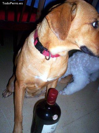 La foto del perro