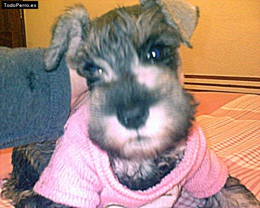 La foto del perro Pucca Foto del perro Pucca