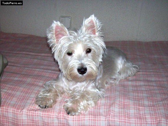 Foto del perro Tata