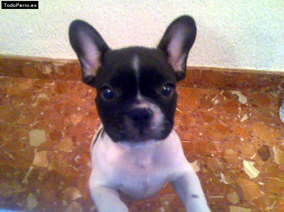 La foto del perro Shairon Foto del perro Shairon