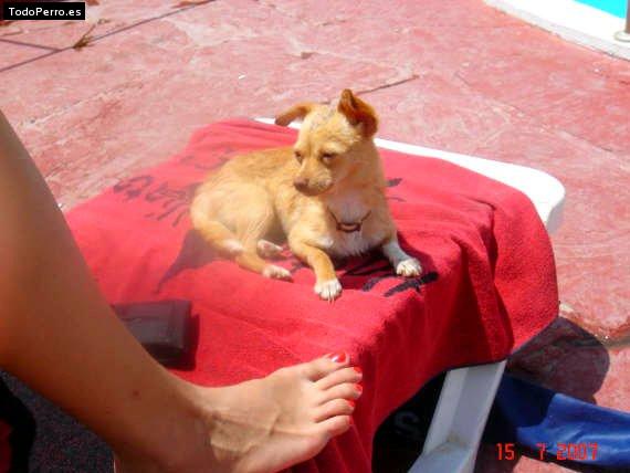 La foto del perro Sophie Foto del perro Sophie