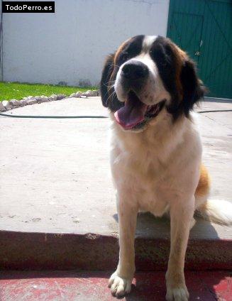 Foto del perro Missy