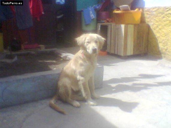 La foto del perro Scot Foto del perro Scot