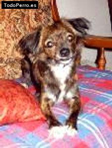 Foto del perro Jarita