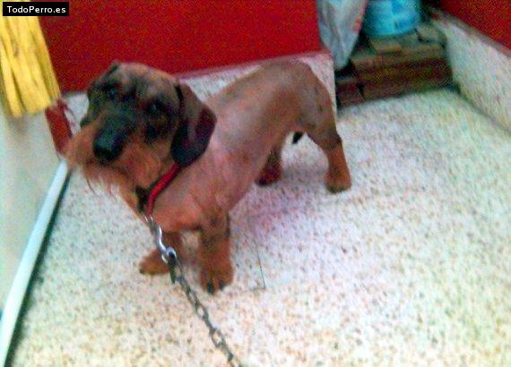 Foto del perro Trasto