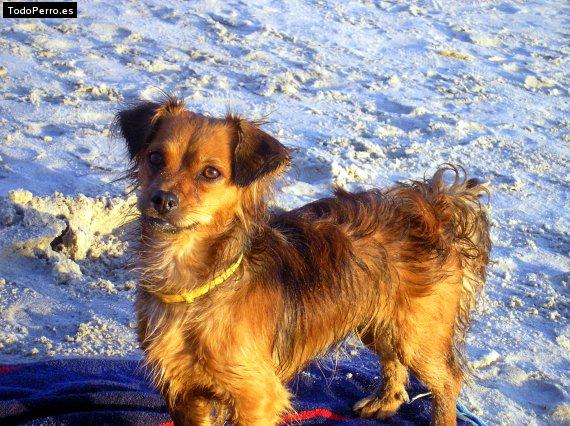 La foto del perro Mica Foto del perro Mica