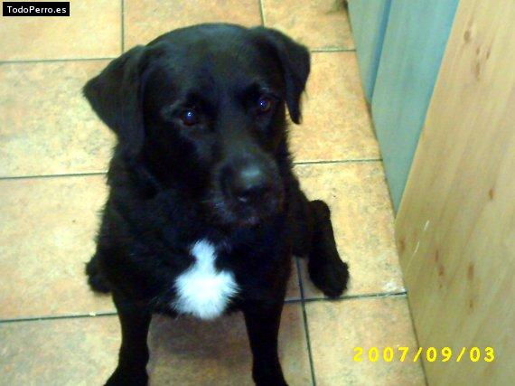 La foto del perro Scott Foto del perro Scott