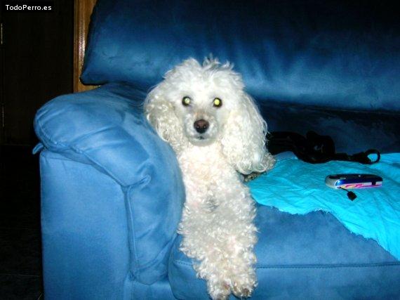 Foto del perro Chansy