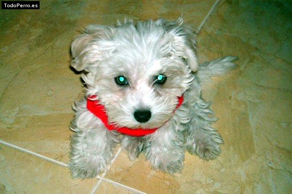 Foto del perro Byron