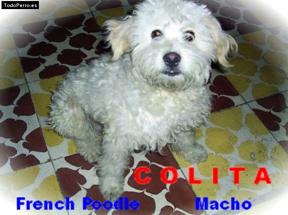 Foto del perro Colita