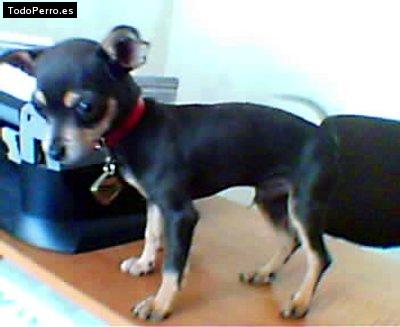 Foto del perro Robin