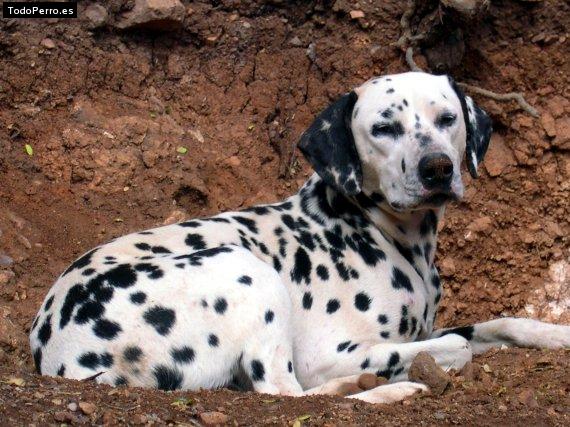 Foto del perro Belkan